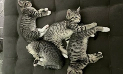 Смешные коты вповалку друг на дружке (15 фото)