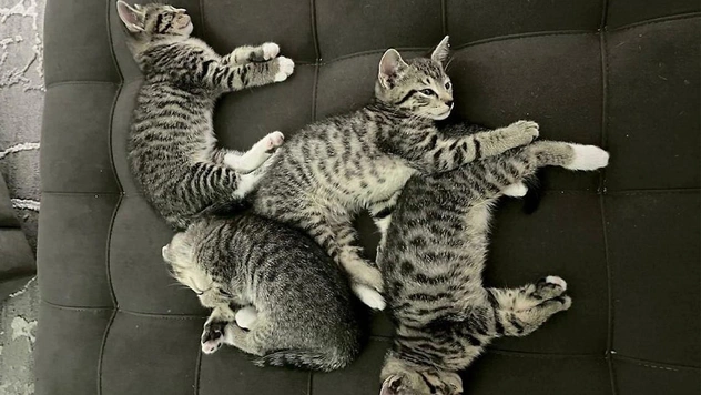 Смешные коты вповалку друг на дружке (15 фото)