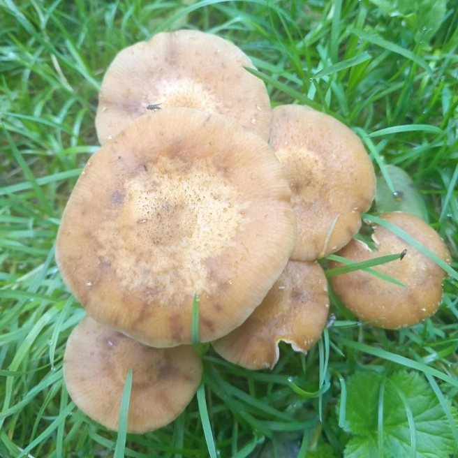 Обычно опята растут целый семейством | Источник: Общение грибников / Vk.com