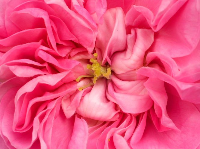 Вселенная роз Armani Prive: Rose D’Arabie и Rose Alexandrie