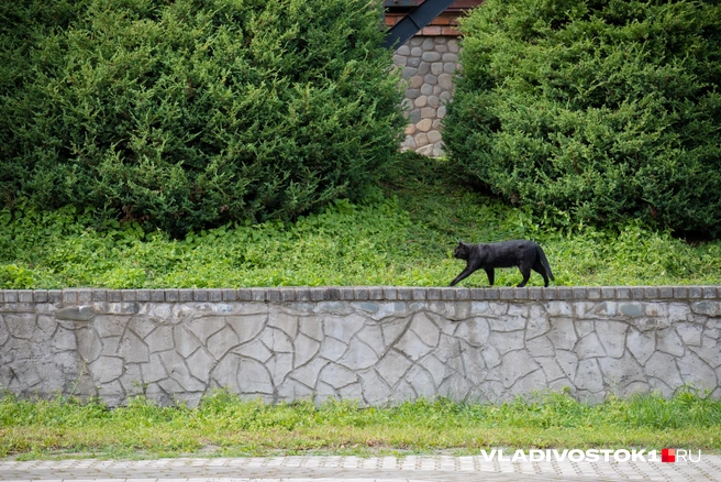 Источник: Елена Буйвол / VLADIVOSTOK1.RU