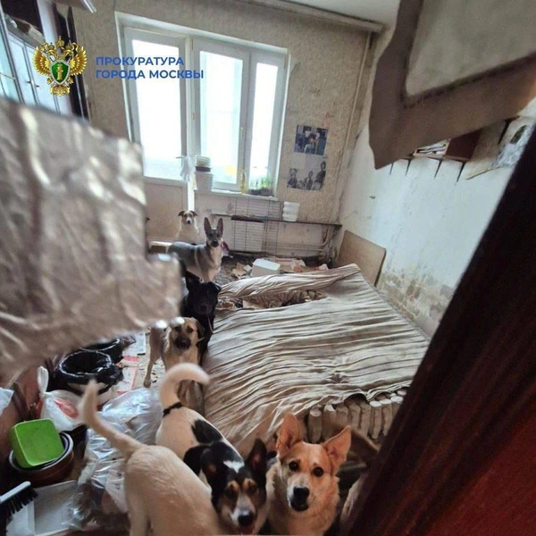 В московской квартире приютили 13 собак и 18 кошек. Фото передают запах | Источник: Официальный канал прокуратуры г. Москвы