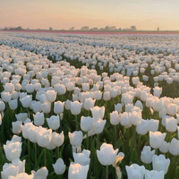 Аватарка Тюльпанова