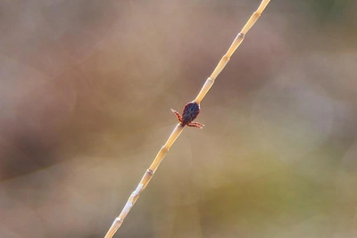 Ученые прогнозируют увеличение клещей в Ярославской области