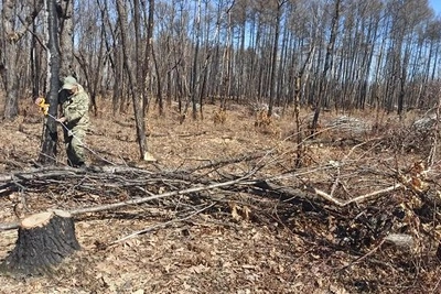 Амурчанин заплатит 13 тысяч за неубранный лес