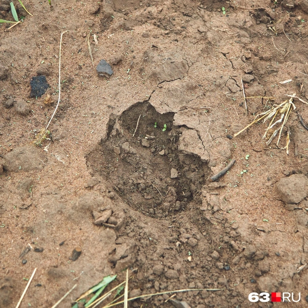 Источник: Роман Данилкин / 63.RU