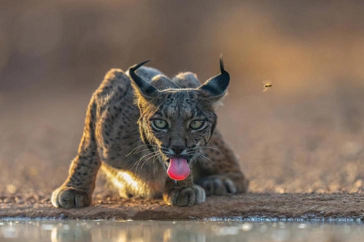 Подведены итоги фотоконкурса National Geographic Traveller (UK) Photography Competition 2025: полюбуйтесь на 10 лучших работ финалистов | Источник: Hari Kumar Prasannakumar / National Geographic Traveller (UK) Photography Competition 2025