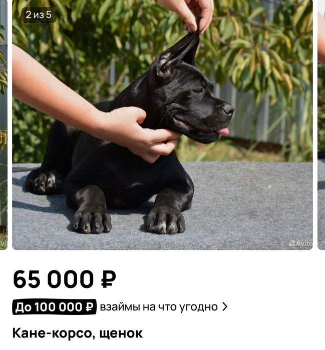 Кане-корсо за 65 тысяч | Источник: «Авито»