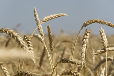 В Ростовской области отменили режим ЧС для сельхозпроизводителей