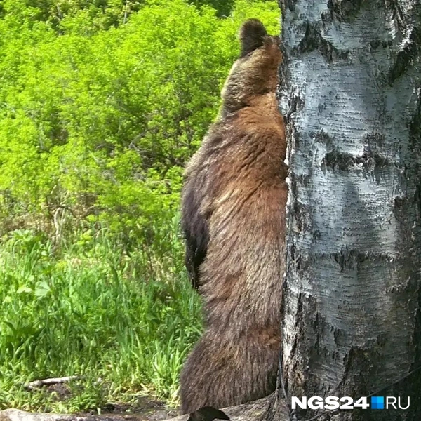Источник: читатель NGS24.RU