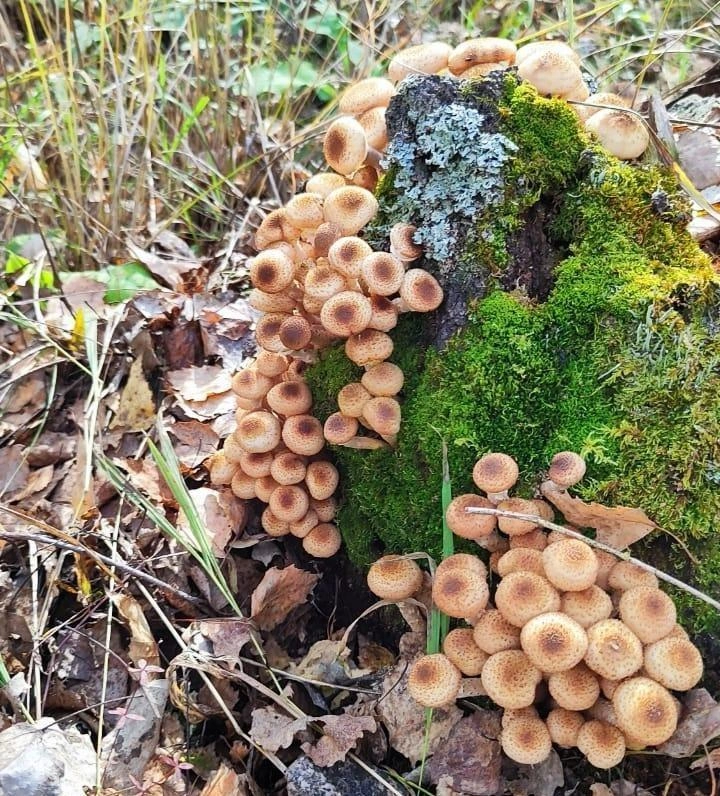 В Аргаяшском районе опят не меньше. Если потратить время, то, пожалуй, и не один тазик можно насобирать | Источник: Александр Киров / Грибы Челябинской области