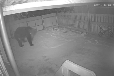 Медведя возле дач под Дарасуном застрелили