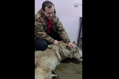 Волк Серёга: борьба за жизнь в Сибирском зоопарке