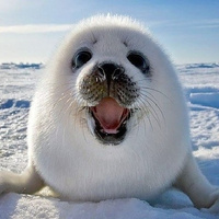 Аватарка Кница