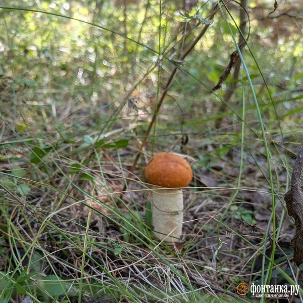 Источник: Светлана Григошина / «Фонтанка.ру»