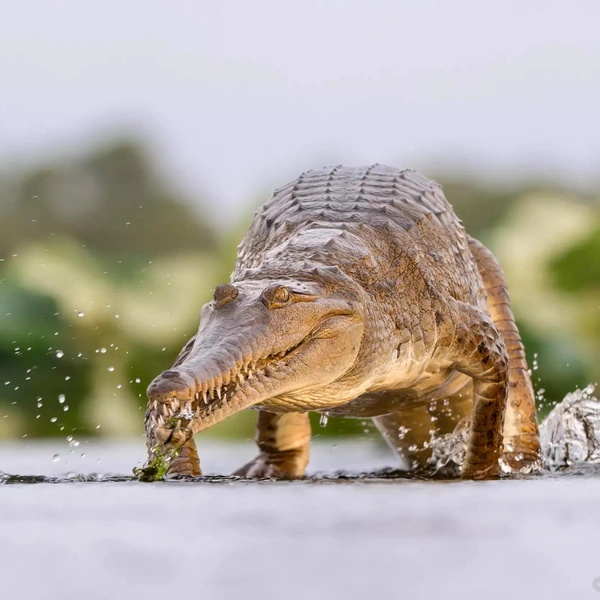 Финалист в номинации «Животные в дикой природе» | Источник: Etienne Littlefair / Australian Geographic Nature Photographer 2025
