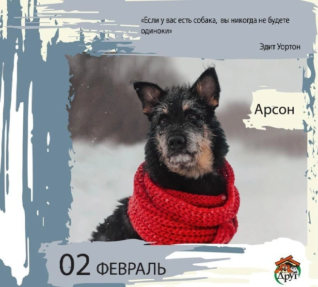 Чудесный пес и прекрасный шарф | Источник: приют «Друг»