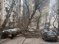 Из-за урагана в Москве погибли два человека: заявление Собянина о жертвах