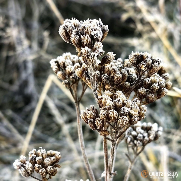 Источник: Ксения Потеева / «Фонтанка.ру»