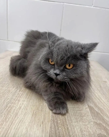 Шельга. Кошка восстанавливается после травмы лапы, но вынуждена жить в клетке. Для выздоровления ей необходимо больше двигаться, поэтому волонтеры срочно ищут домашнюю передержку | Источник: Помощь Бездомным Животным «ЖиВи» г.Тюмень