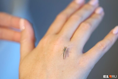 Будет ли нашествие комаров в 2026 году?