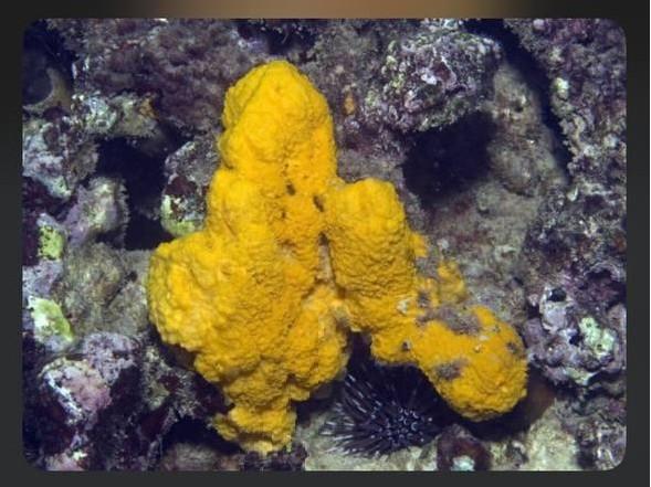 Приморская русалка Анастасия Слободчикова нашла на морских камнях у острова Шкота «аномальную субст…