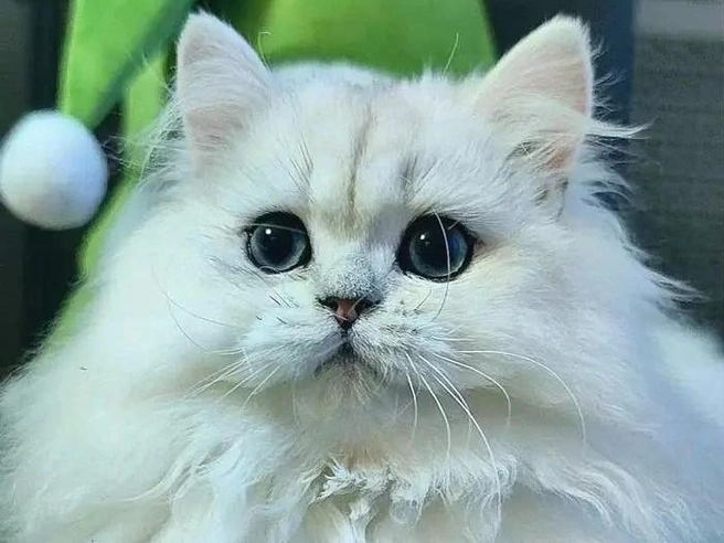 Эти глаза… | Источник: avito.ru
