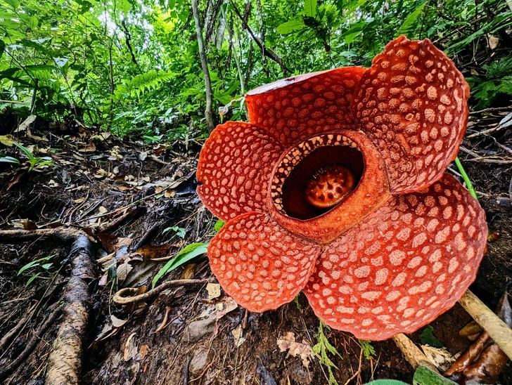 Цветок Rafflesia Kemumu, Суматра | Источник: Chris Thorogood