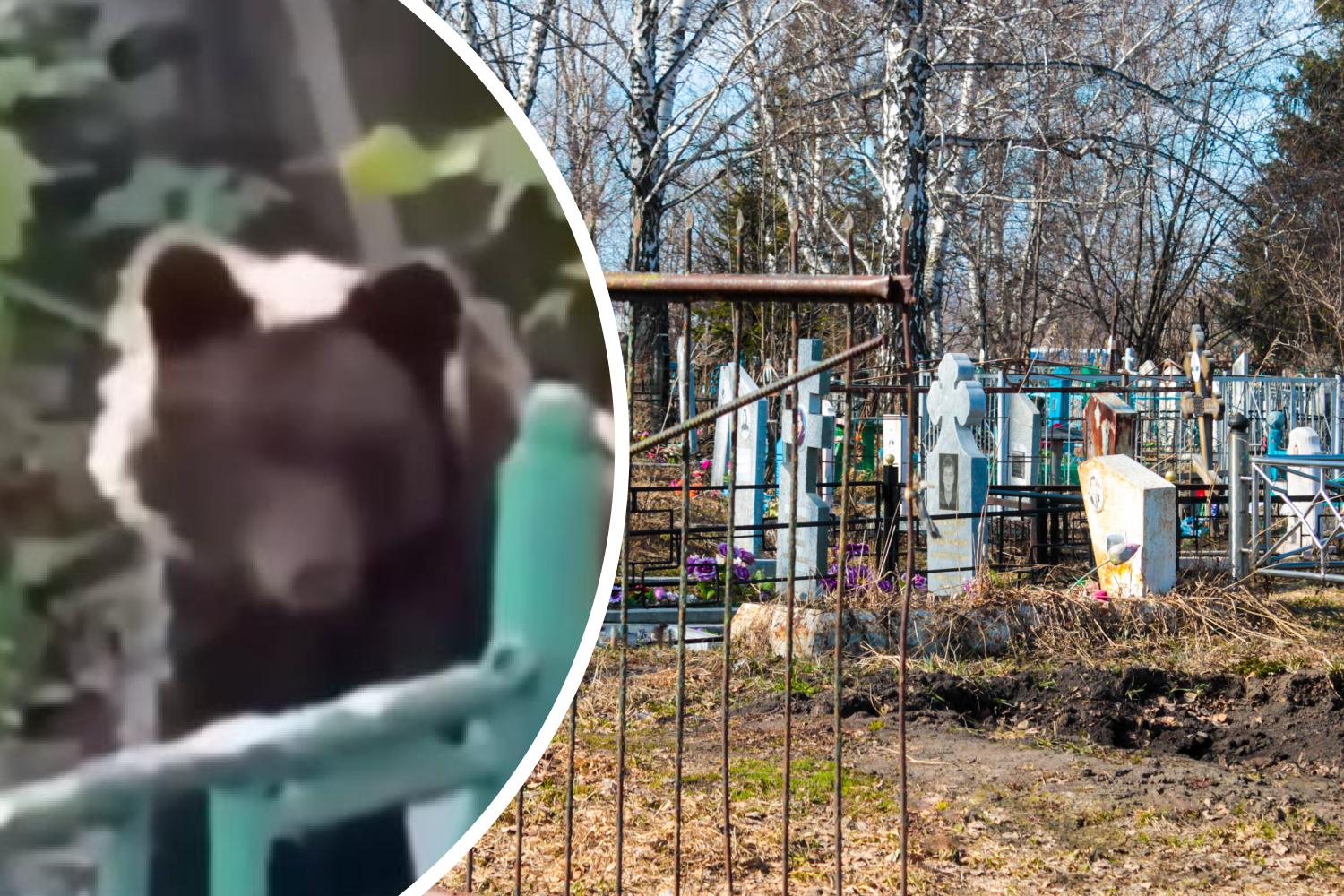 «Слышали рык»: медведь вышел к кладбищу в Новокузнецке — видео