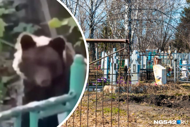К жилым домам в Новокузнецке звери уже выходили | Источник: GORODAD | NOVOKUZNETSK / https://t.me/gorodad/21873, Александр Левчук / NGS42.RU