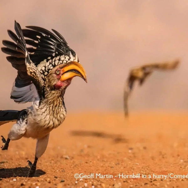 Источник: Nikon Comedy Wildlife Awards