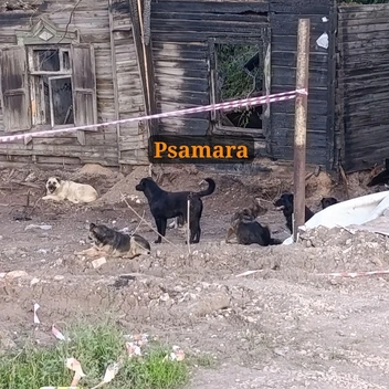 Стая собак живет там давно | Источник: Подслушано Самара / T.me