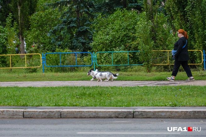 Утро — время для прогулок | Источник: Булат Салихов / UFA1.RU