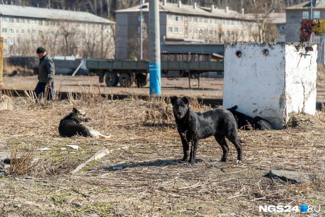 Люди требуют убрать безнадзорных собак с улиц | Источник: Иван Доронин / NGS24.RU