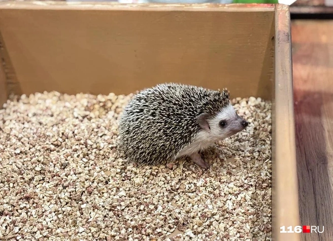 Больше всего ежикам нравится есть червяков и букашек | Источник: Регина Алтынбаева/ 116 RU