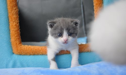 В Китае начали клонировать кошек