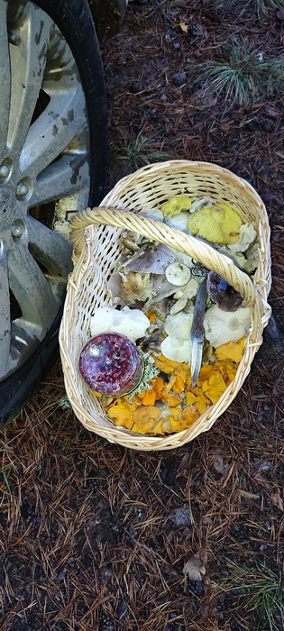 И еще одна грибная корзинка | Источник: Den Frolov, Грибы Ярославской области 2025 / Vk.com