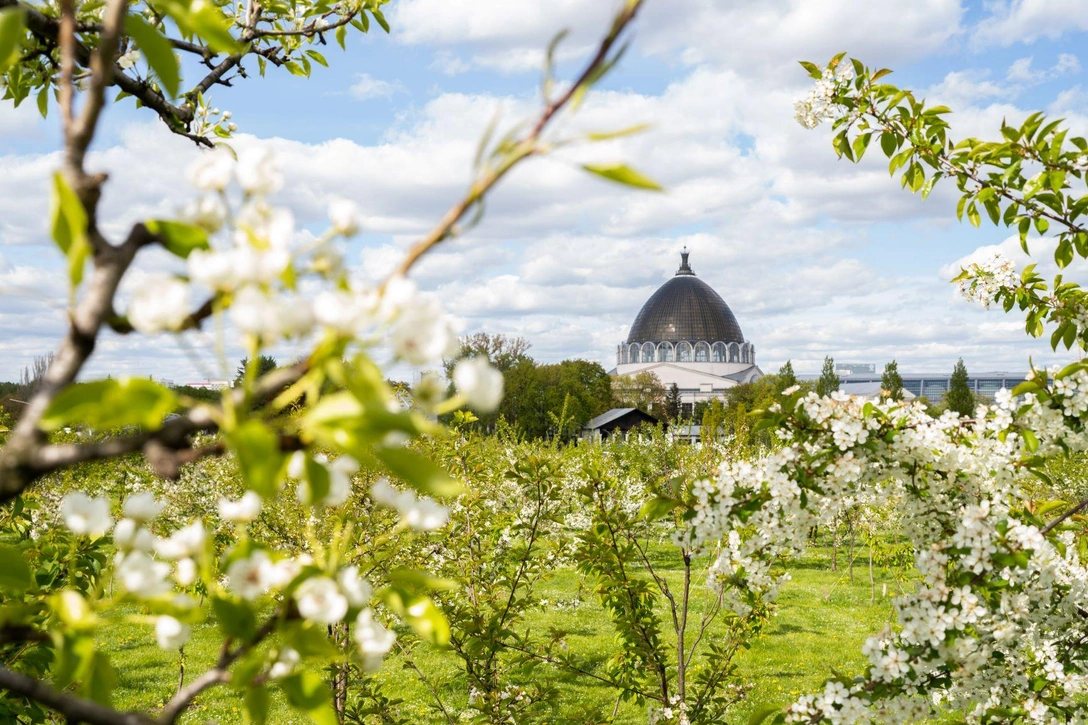 Где полюбоваться цветущими деревьями на ВДНХ | Источник: пресс-служба ВДНХ