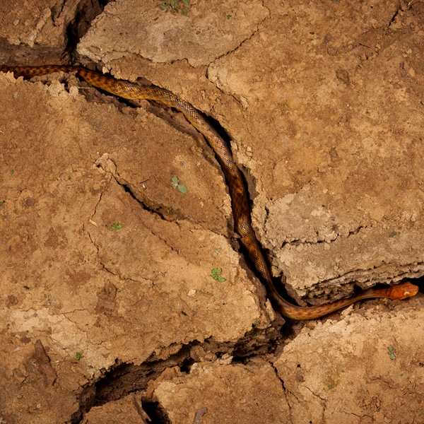 Финалист в номинации «Другие животные» | Источник: Tomasz Szpila / European Wildlife Photographer of the Year 2025