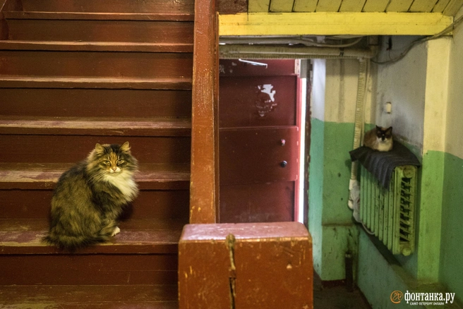 Мужчина держал кошек, но не хотел убирать за ними | Источник: Михаил Огнев / FONTANKA.RU