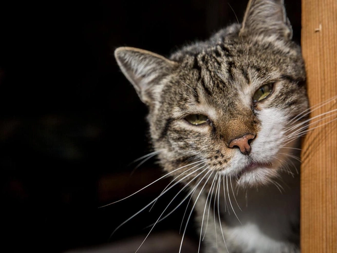 Избыточное кормление вредит питомцам не меньше, чем недостаточное | Источник: Александр Ощепков / NGS.RU