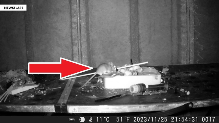 Видео дня: мышь прибирается в захламленном сарае