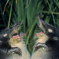 Аватарка АнГеЛвКеДаХ