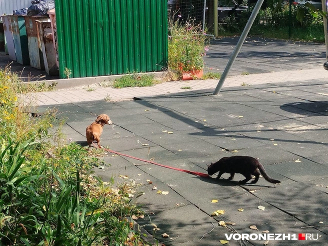 Источник: Дмитрий Волгин / Voronezh1.ru