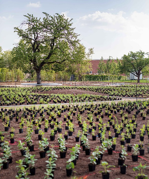 На кампусе Vitra появится сад по проекту Пита Удольфа
