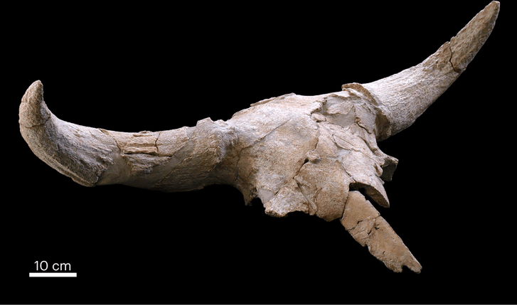 Пещера, полная черепов: у неандертальцев нашли странное пристрастие