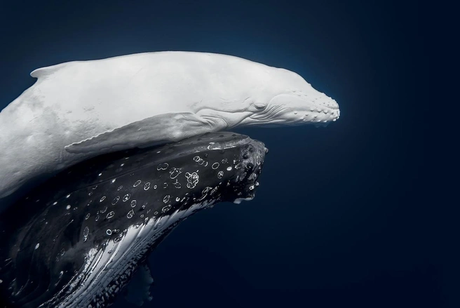 Источник: Jono Allen /&nbsp;Fine Art Photography Awards 2026