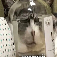 Аватарка Katherina