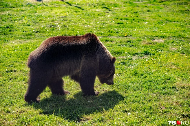 Власти Алтая продлили комендантский час из-за медведей | Источник: Кирилл Поверинов / 76.RU