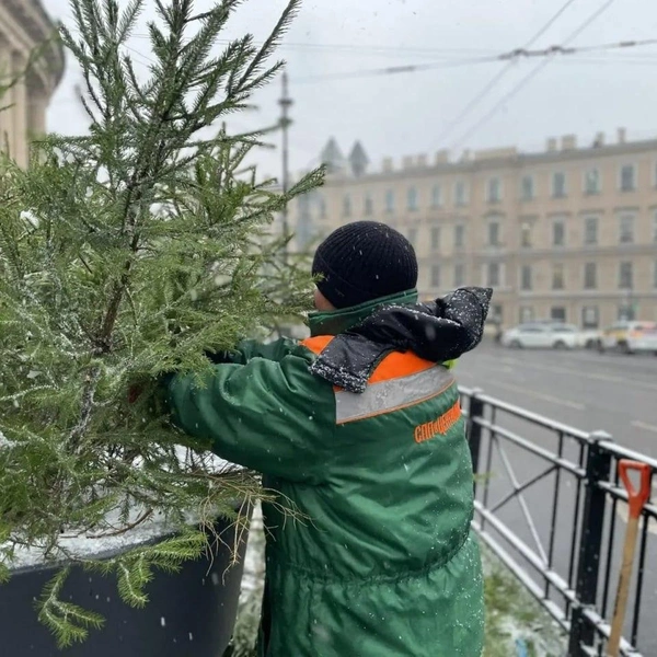 Пушистые ёлки начали заполнять улицы Петербурга. Посмотрите, как преображается город | Источник: Комитет по благоустройству Санкт-Петербурга